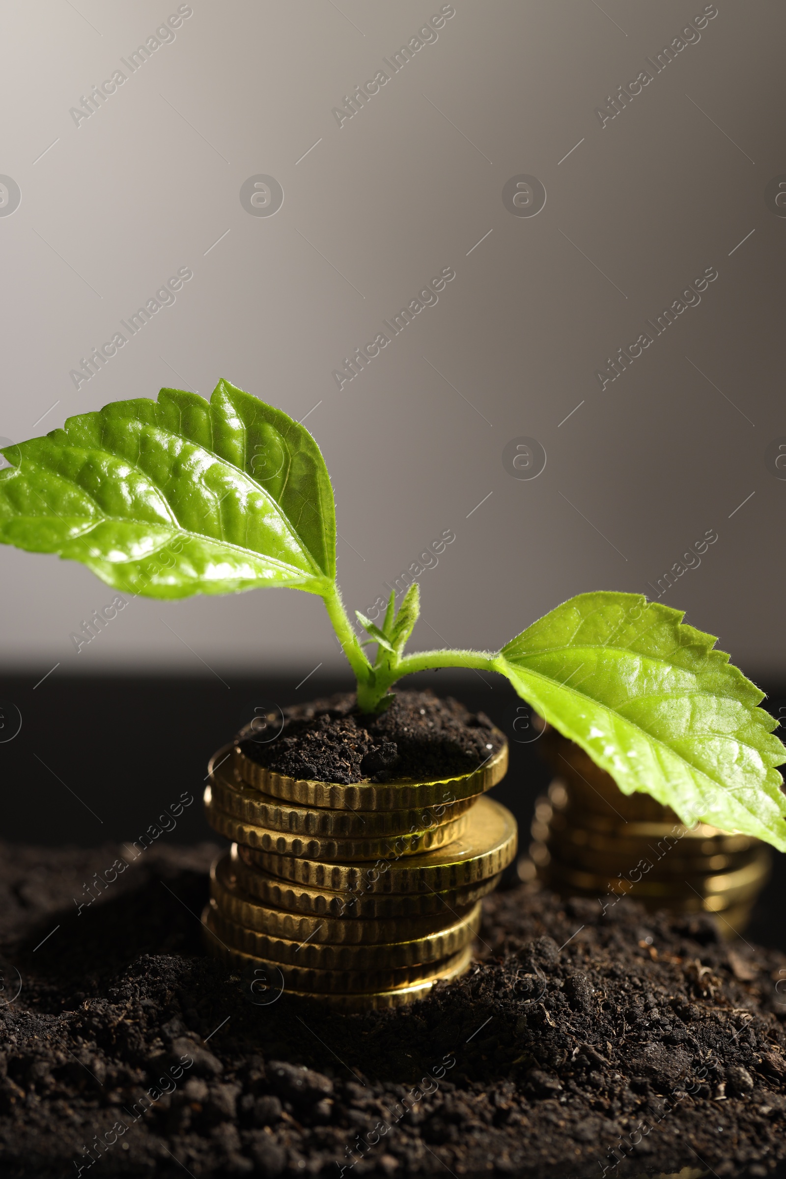 Photo of Money growth concept. Coins and sprout in soil against light grey background, closeup