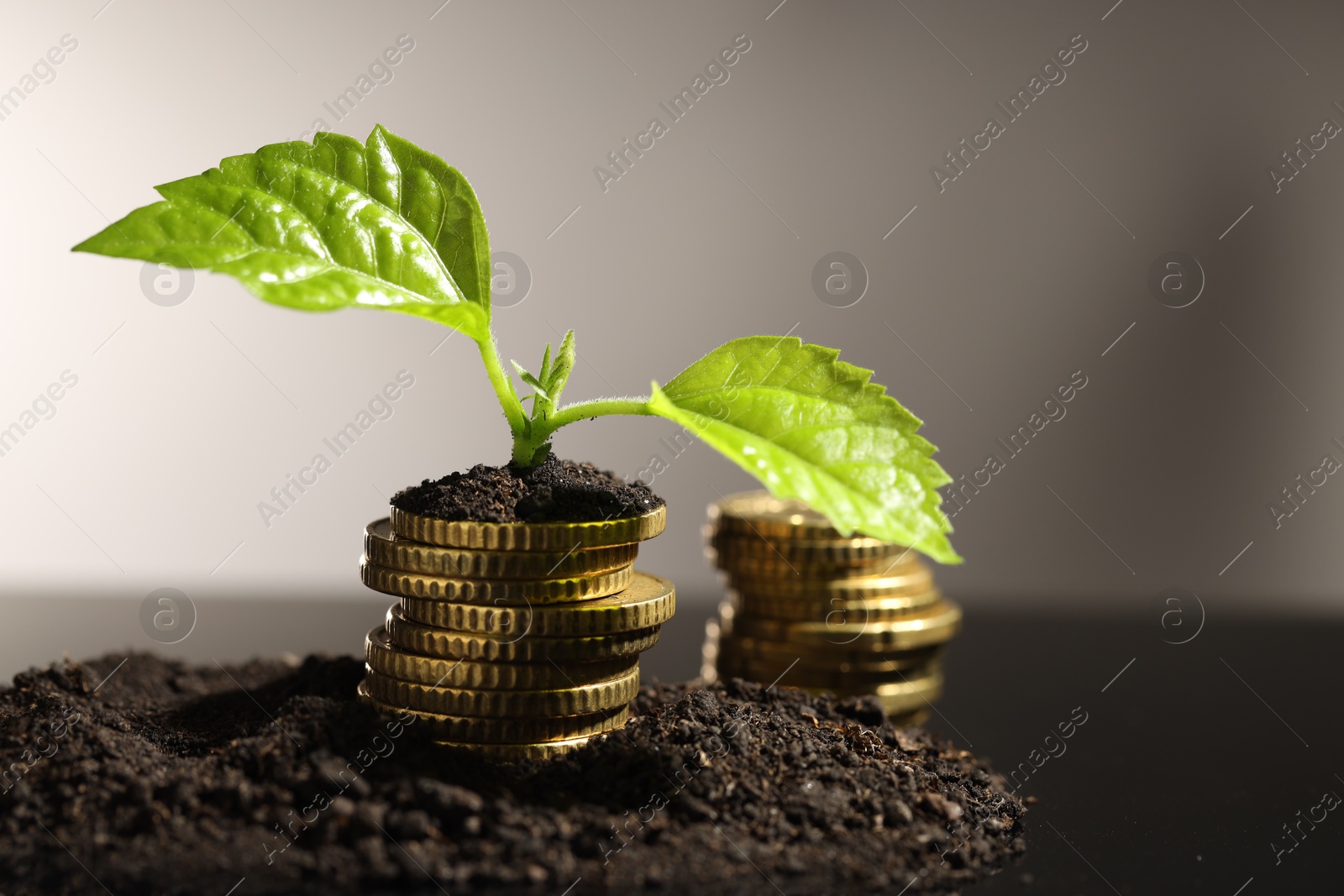 Photo of Money growth concept. Coins and sprout in soil against light grey background, closeup