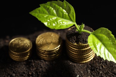 Photo of Money growth concept. Coins and sprout in soil against black background, closeup