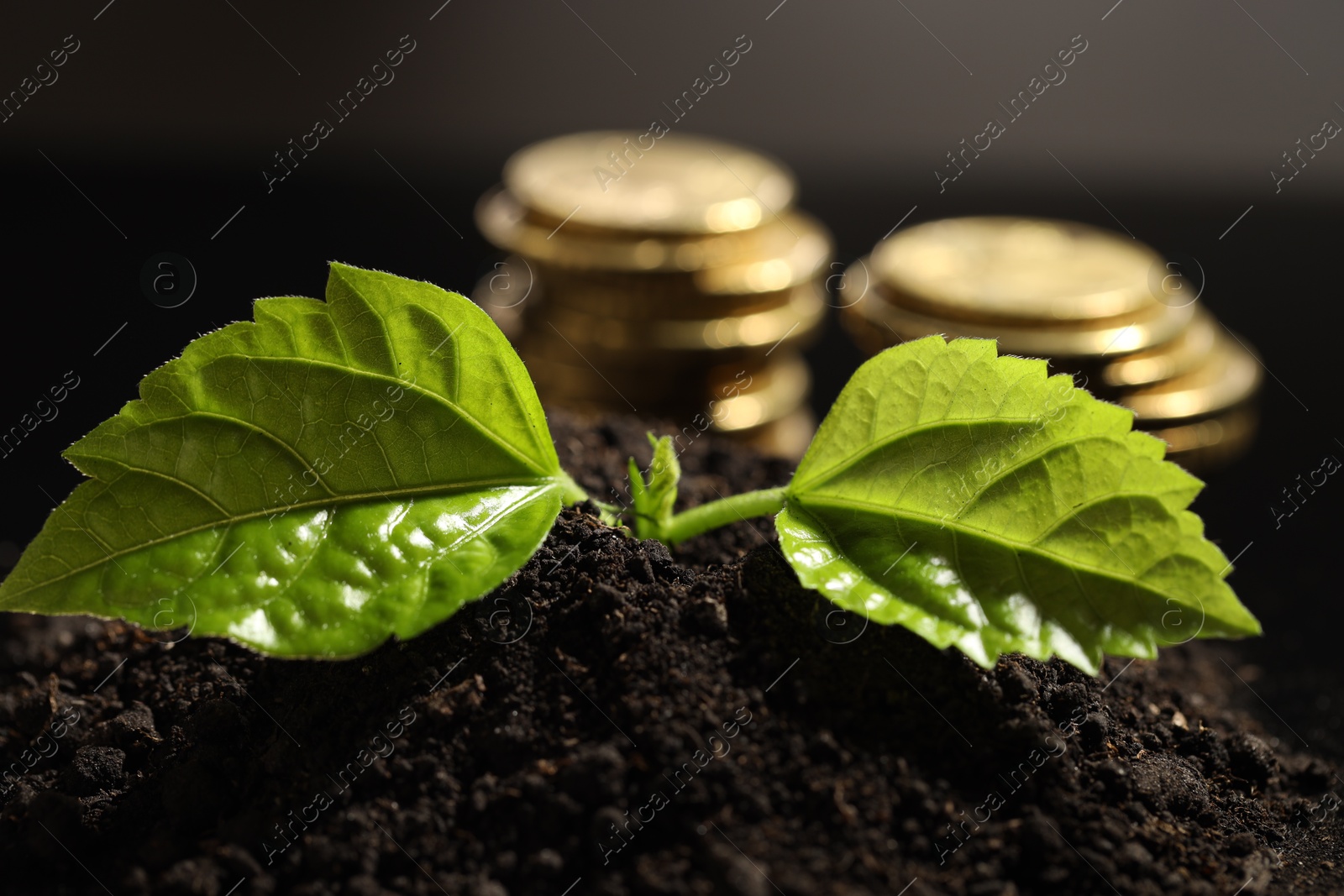 Photo of Money growth concept. Coins and sprout in soil on dark background, closeup