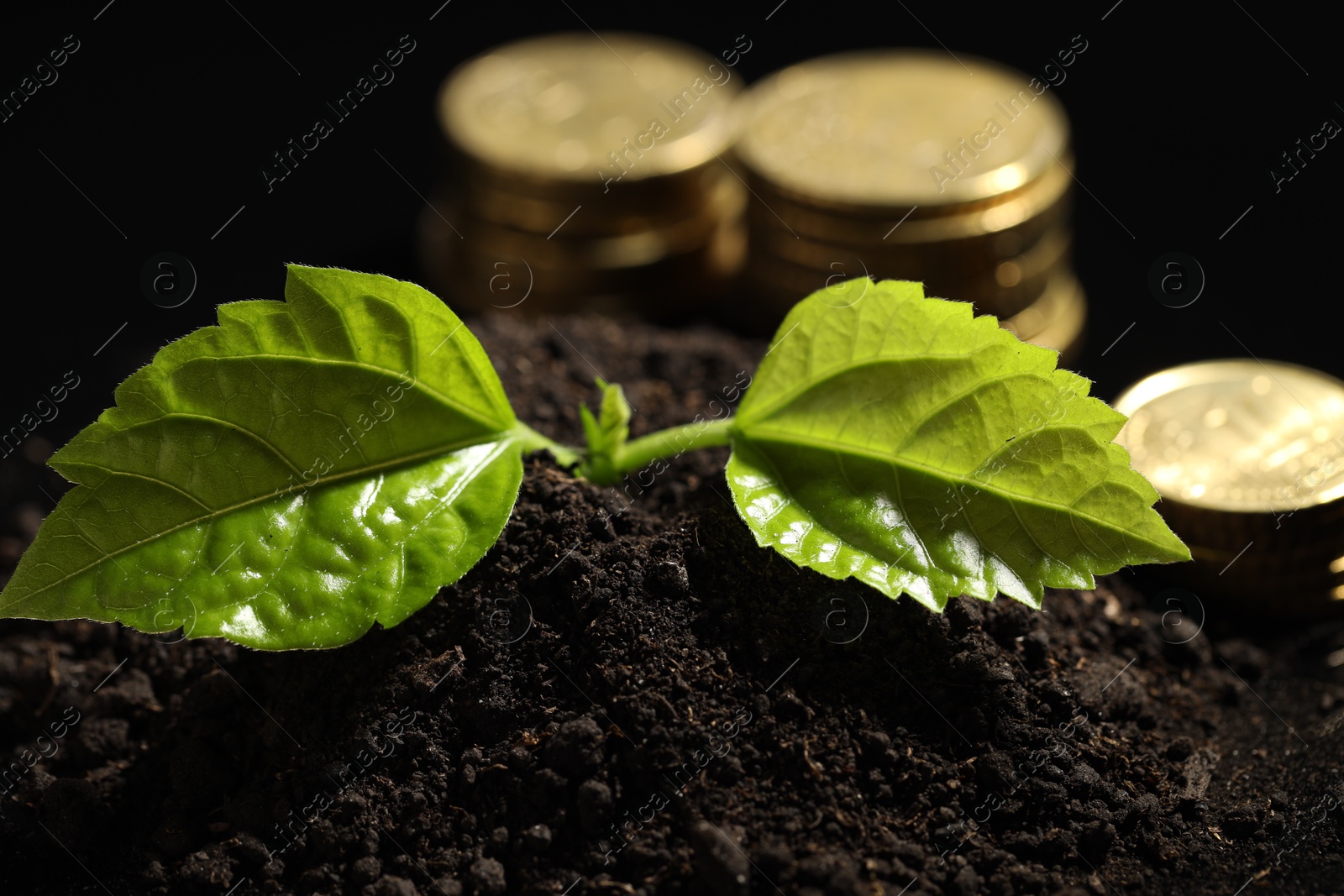 Photo of Money growth concept. Coins and sprout in soil against black background, closeup