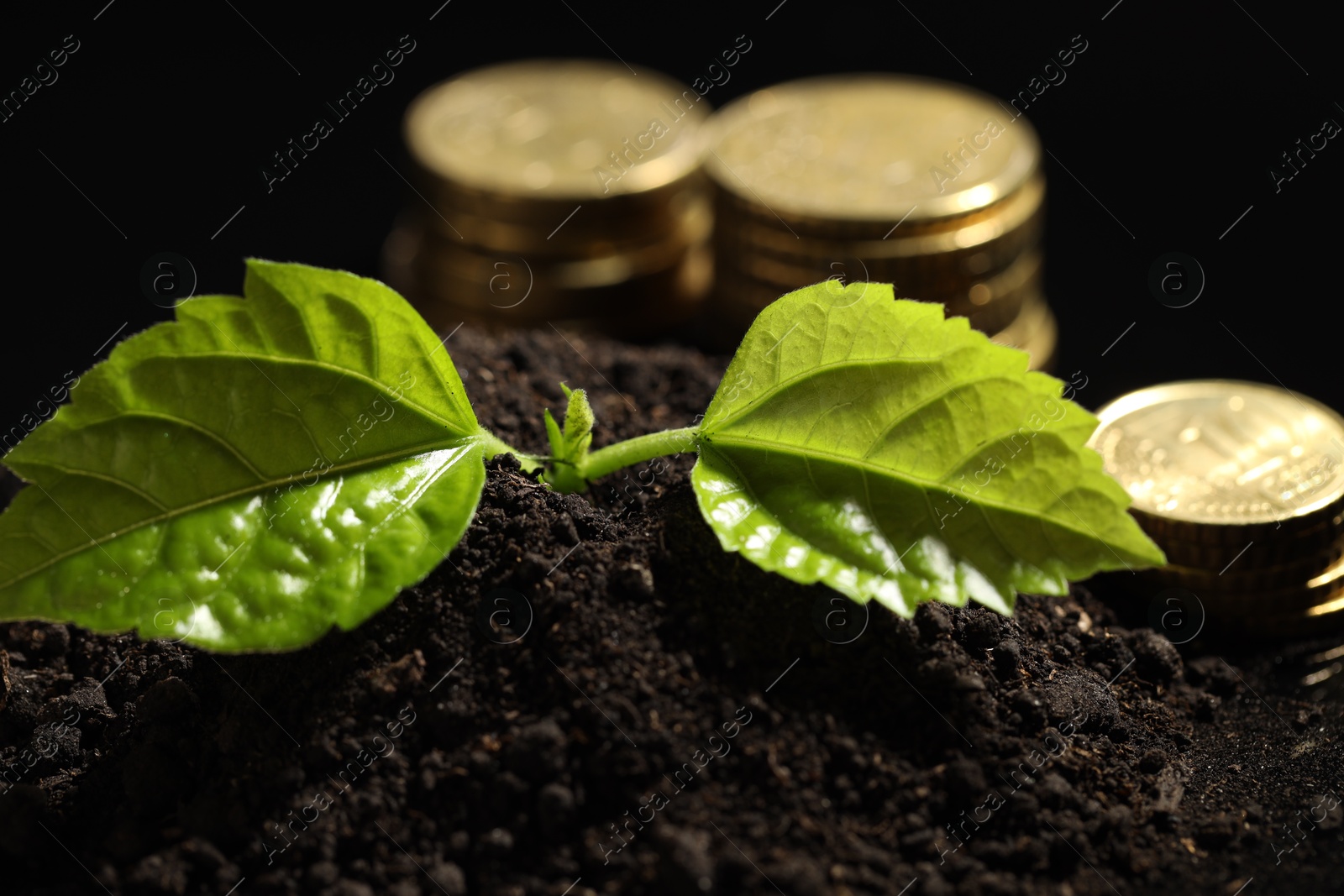 Photo of Money growth concept. Coins and sprout in soil against black background, closeup