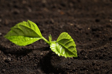 Photo of Young sprout with green leaves growing in soil, closeup. Space for text