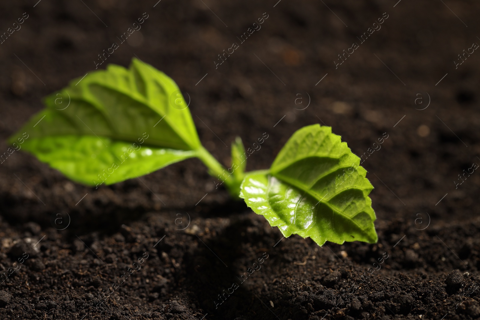 Photo of Young sprout with green leaves growing in soil, closeup