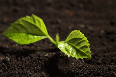 Photo of Young sprout with green leaves growing in soil, closeup