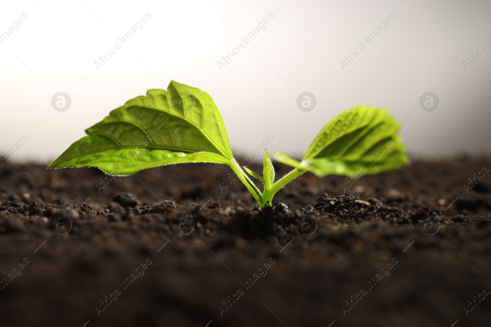 Photo of Young sprout with green leaves growing in soil, closeup