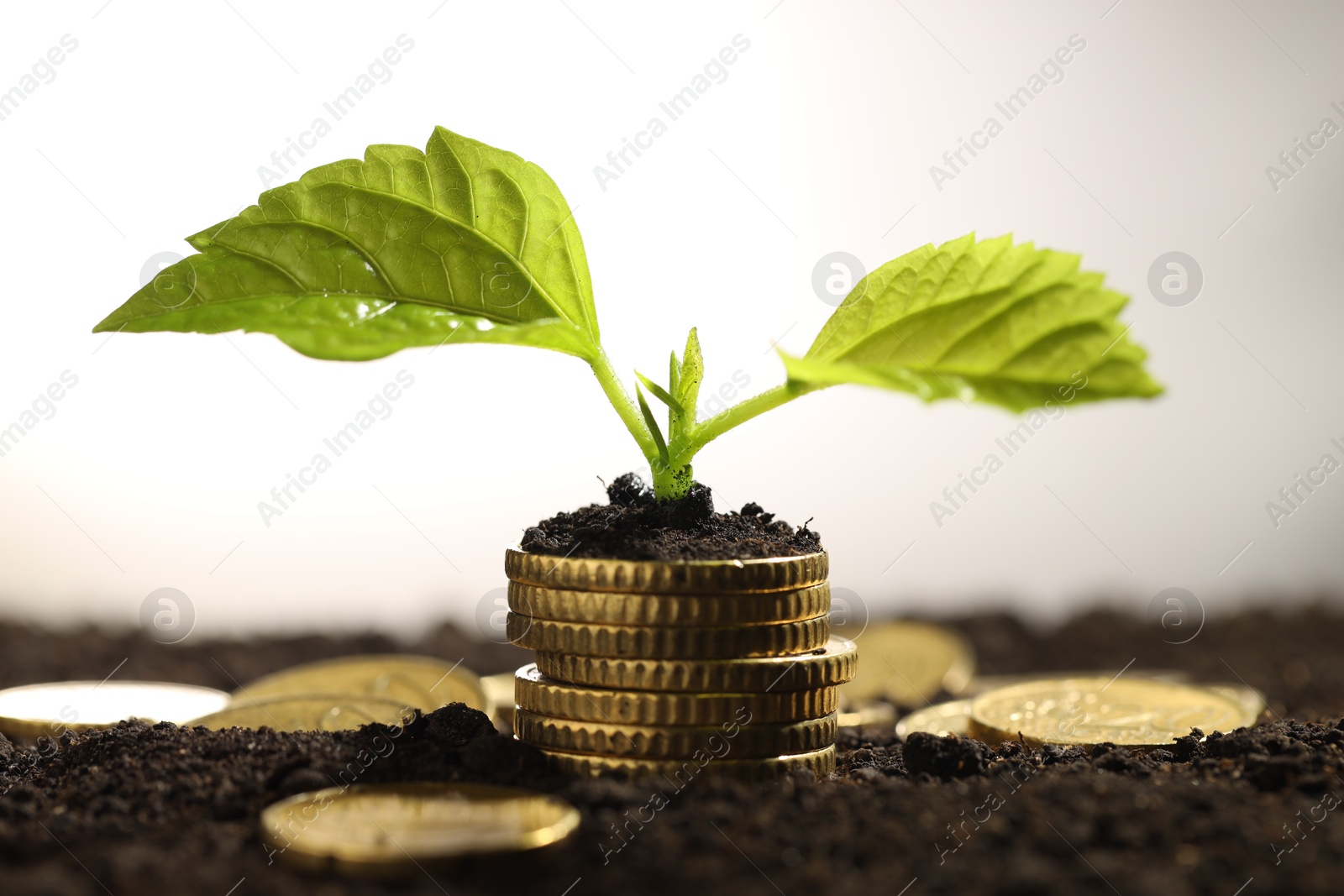 Photo of Money growth concept. Coins and sprout in soil against light background, closeup