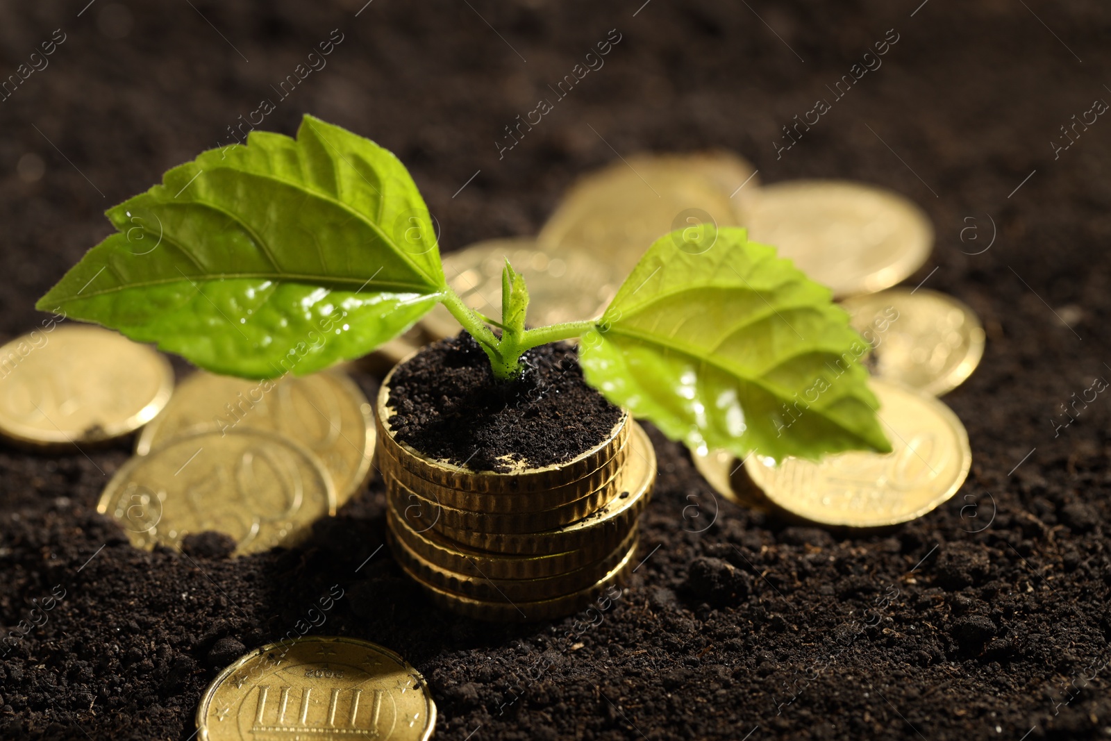 Photo of Money growth concept. Coins and sprout in soil, closeup