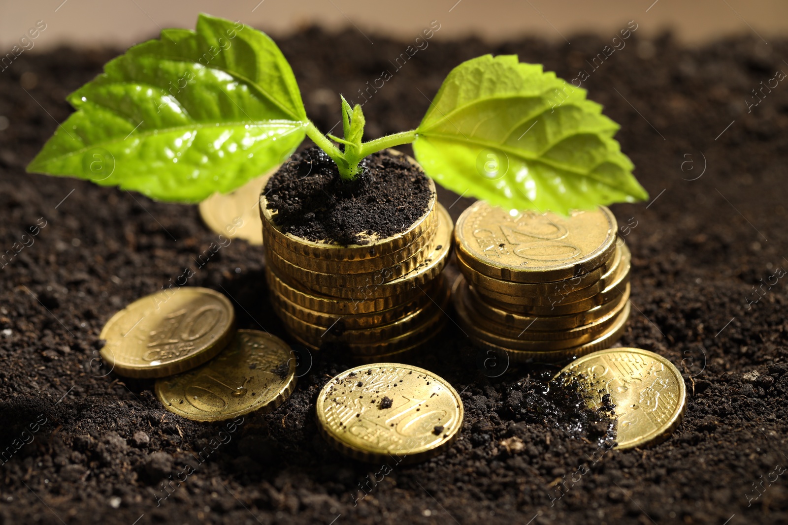 Photo of Money growth concept. Coins and sprout in soil, closeup