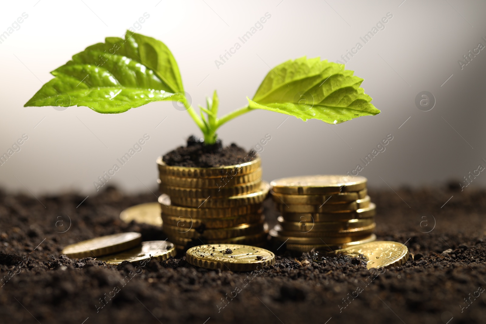 Photo of Money growth concept. Coins and sprout in soil against light grey background, closeup