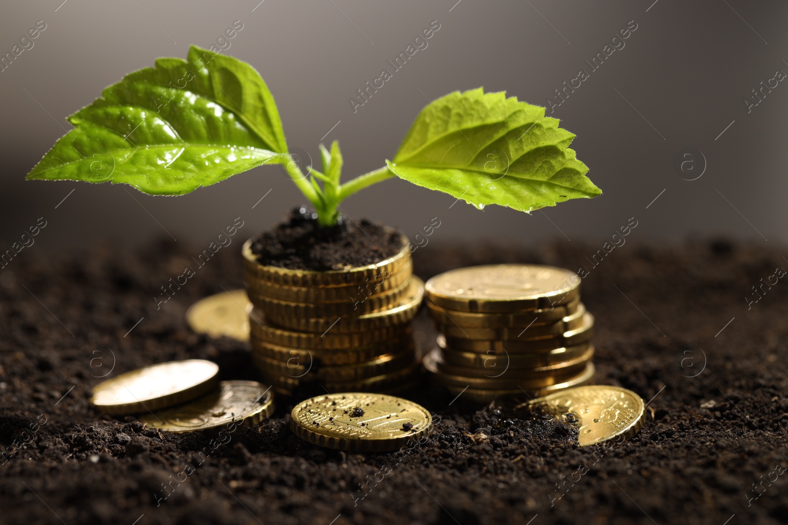 Photo of Money growth concept. Coins and sprout in soil against light grey background, closeup