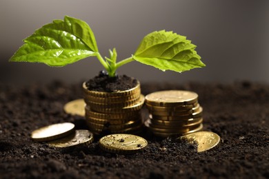 Photo of Money growth concept. Coins and sprout in soil against light grey background, closeup