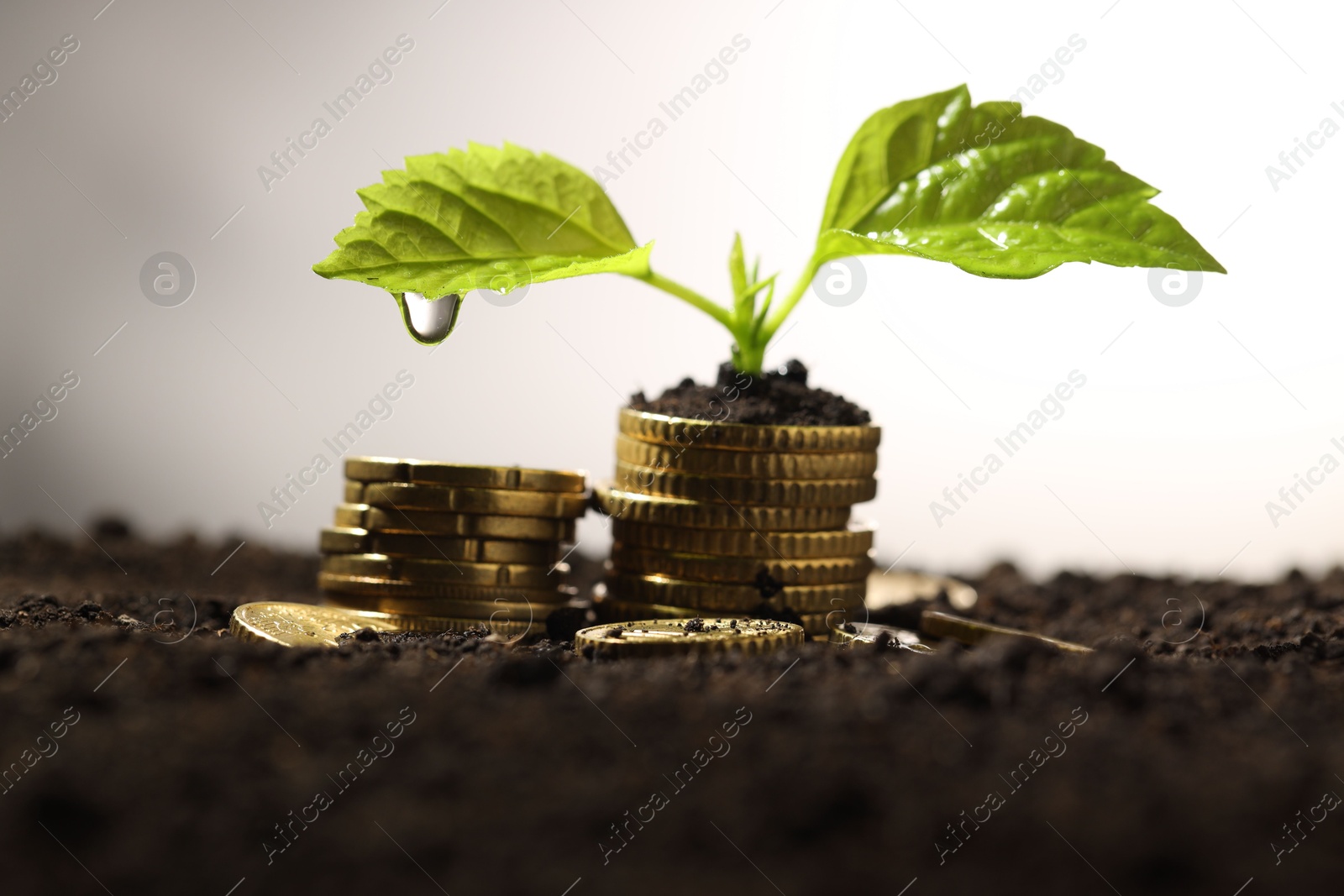 Photo of Money growth concept. Coins and sprout in soil against light background, closeup