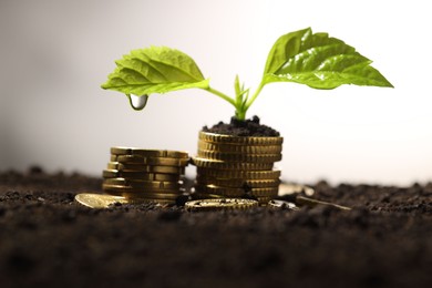 Photo of Money growth concept. Coins and sprout in soil against light background, closeup