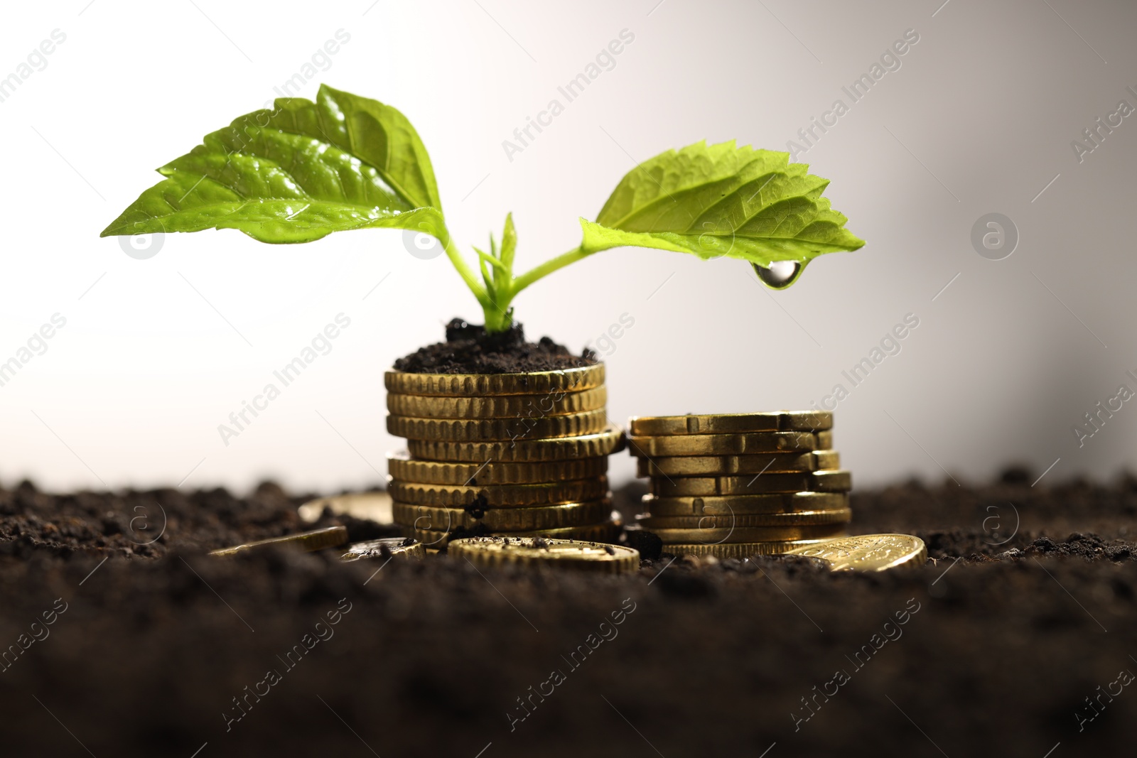 Photo of Money growth concept. Coins and sprout in soil against light background, closeup