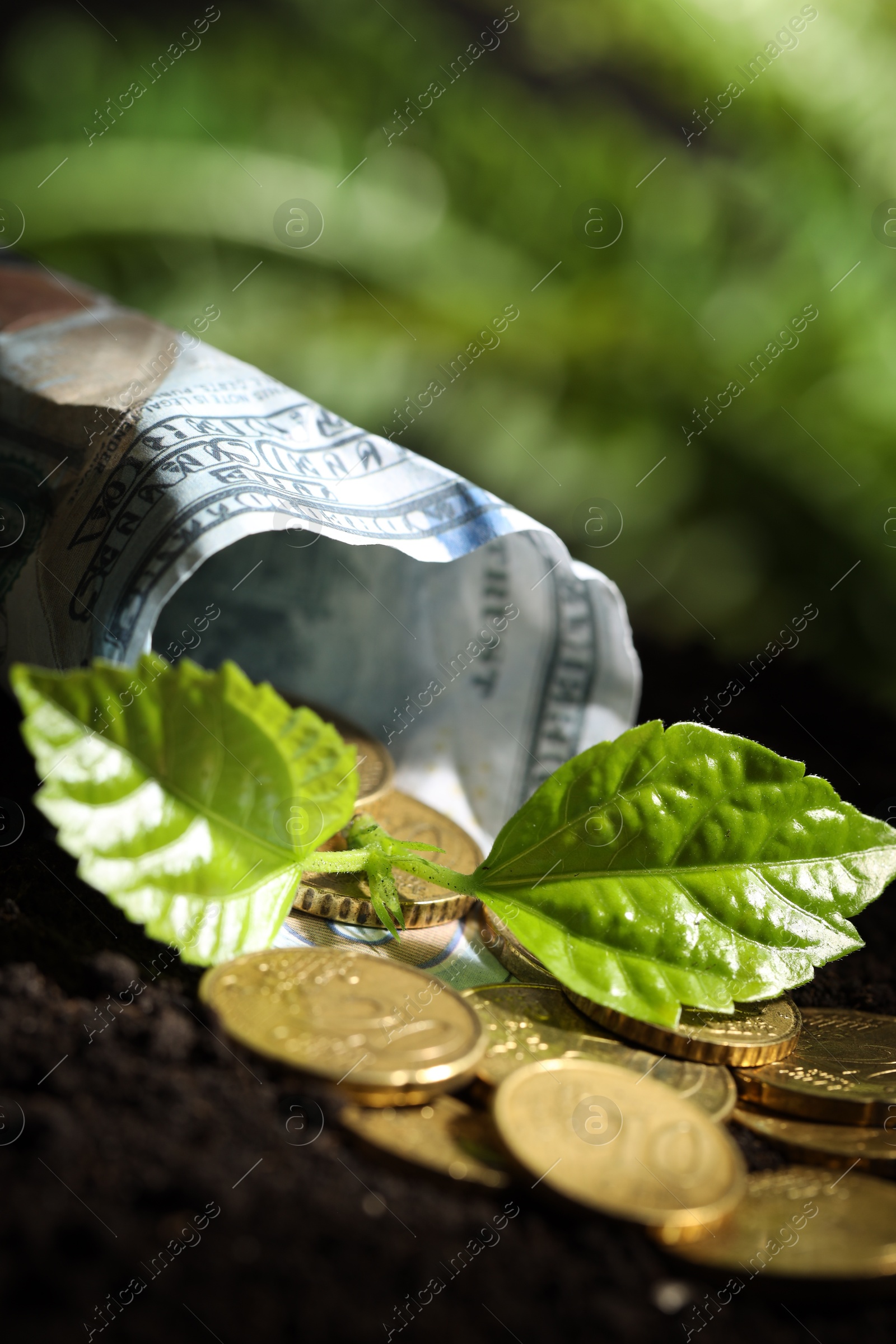 Photo of Money growth concept. Coins, dollar banknote and sprout in soil, closeup