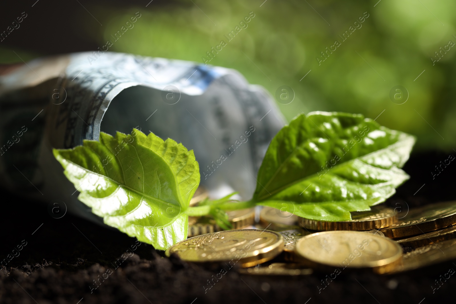 Photo of Money growth concept. Coins, dollar banknote and sprout in soil, closeup