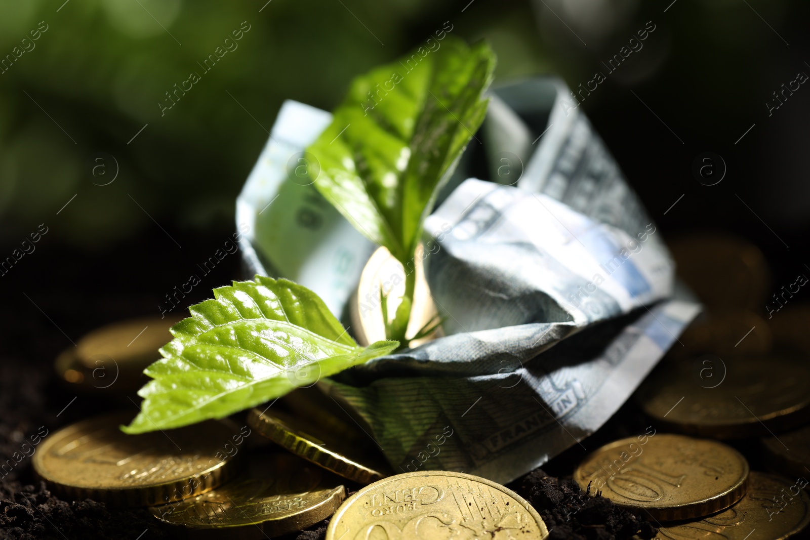 Photo of Money growth concept. Coins, dollar banknote and sprout in soil, closeup