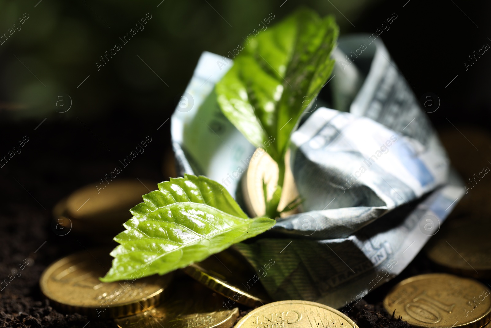 Photo of Money growth concept. Coins, dollar banknote and sprout in soil, closeup