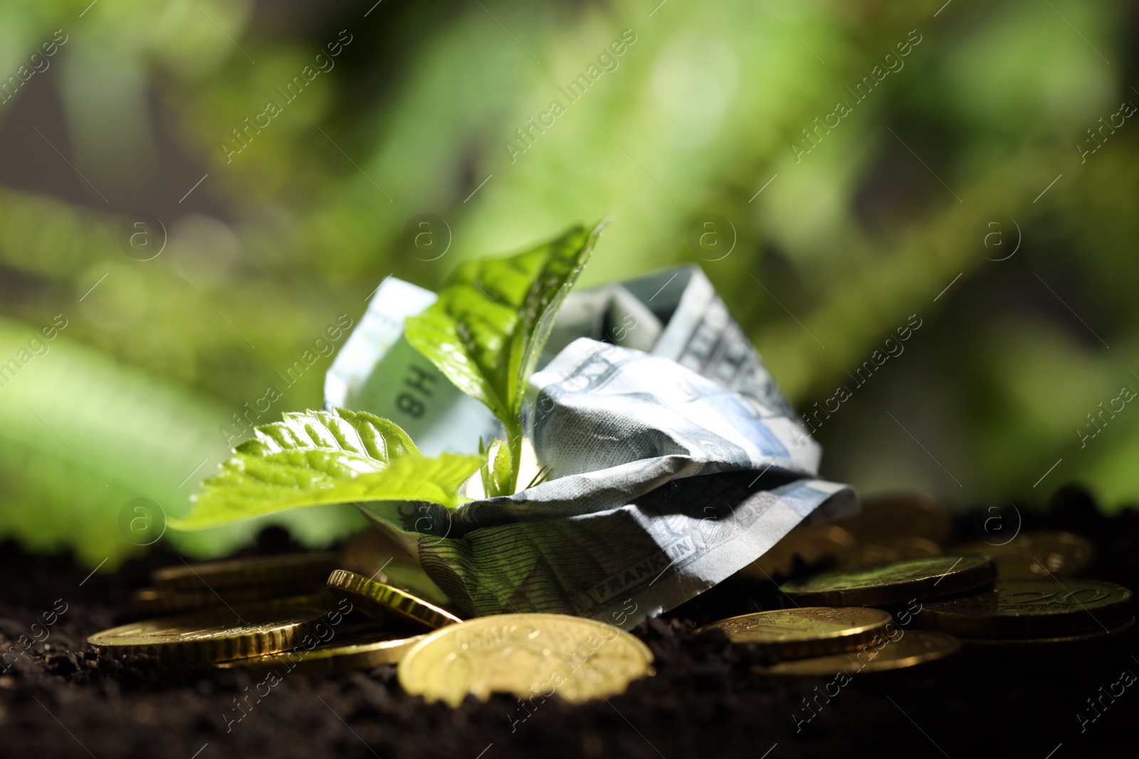 Photo of Money growth concept. Coins, dollar banknote and sprout in soil, closeup