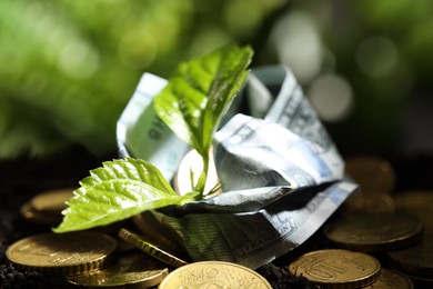 Money growth concept. Coins, dollar banknote and sprout in soil, closeup