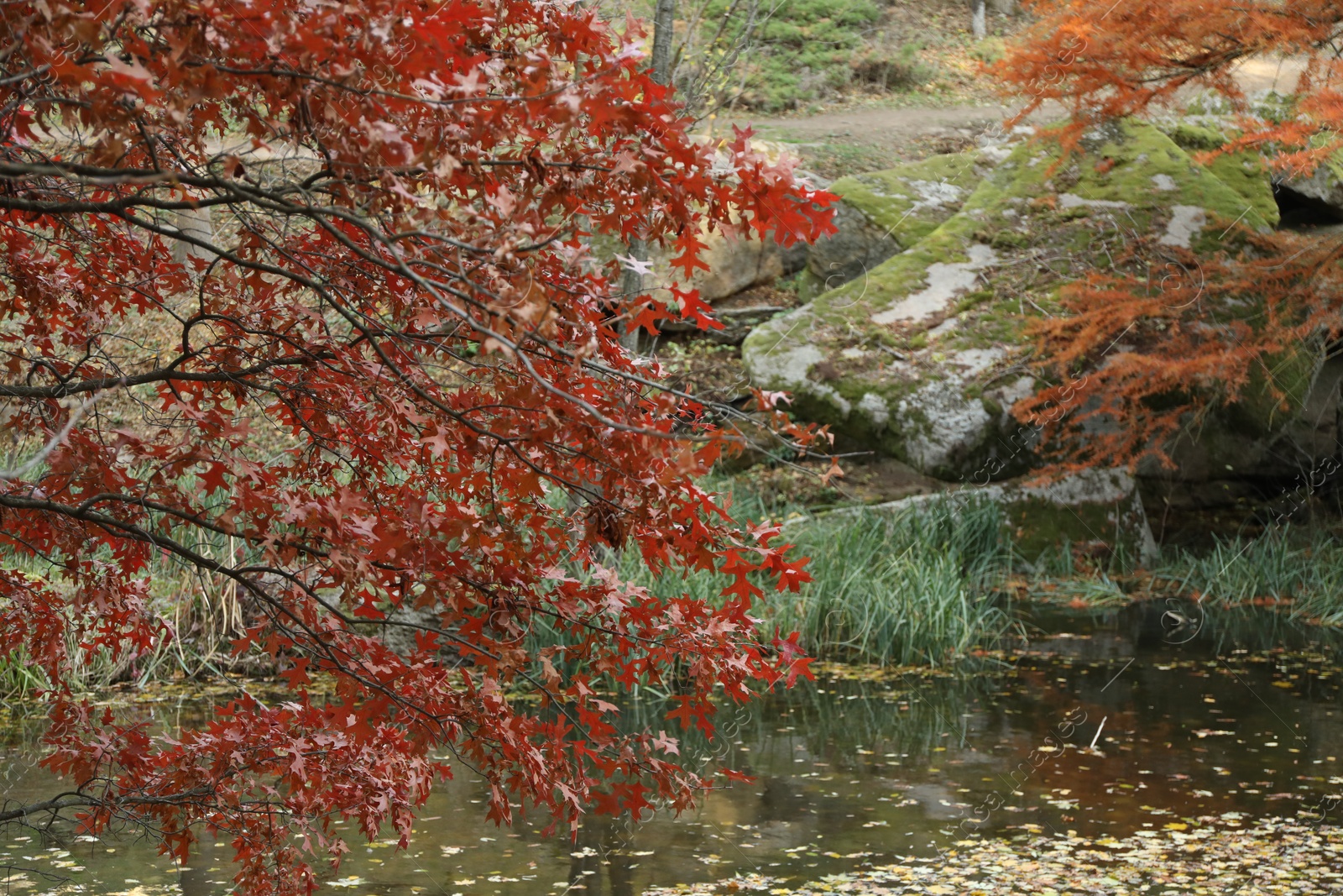 Photo of Beautiful trees near pond in park. Autumn landscape