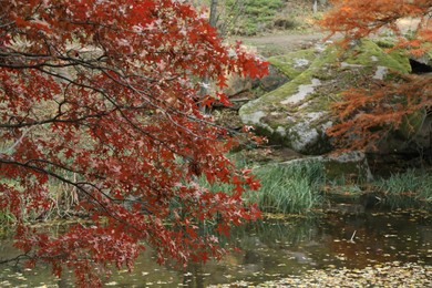 Photo of Beautiful trees near pond in park. Autumn landscape