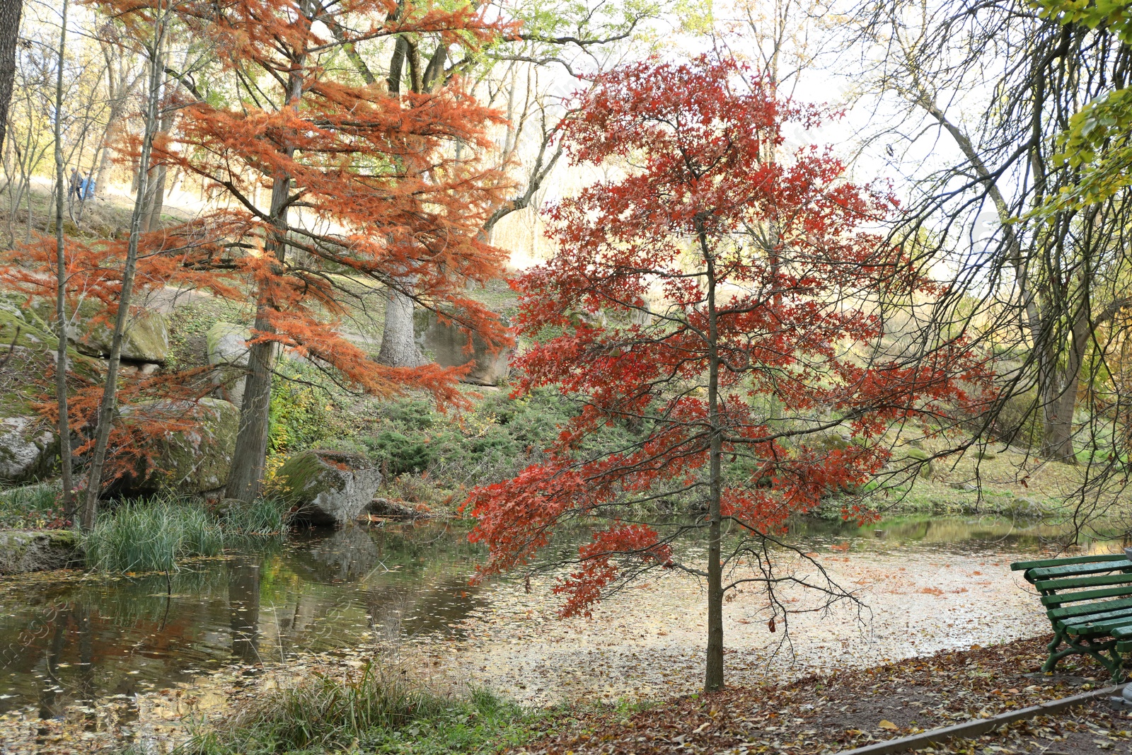 Photo of Beautiful trees near pond in park. Autumn landscape