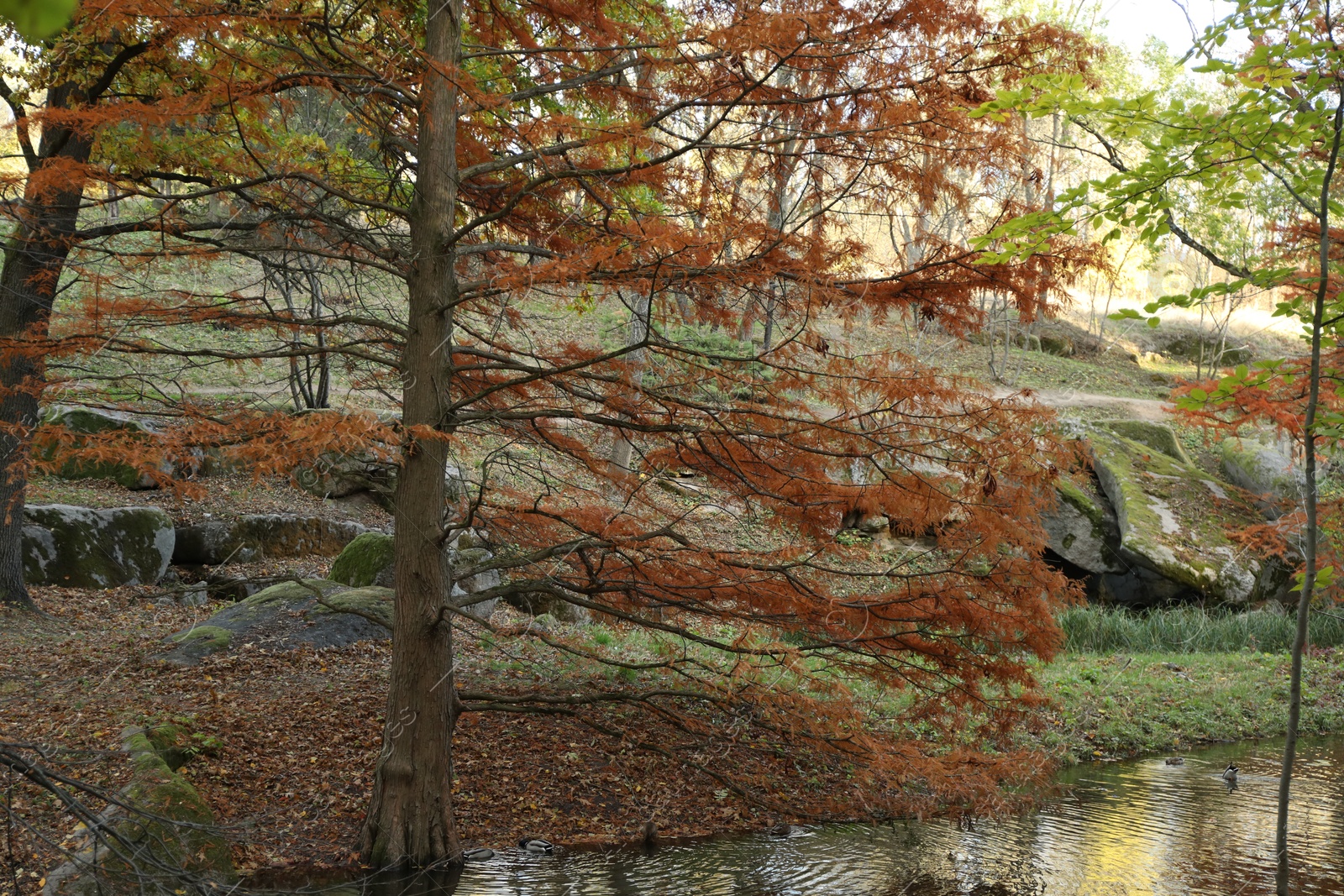 Photo of Beautiful trees near pond in park. Autumn landscape