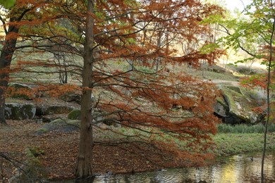 Photo of Beautiful trees near pond in park. Autumn landscape