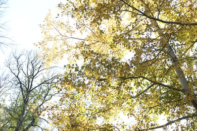 Photo of Beautiful trees with yellow leaves against sky, view from below