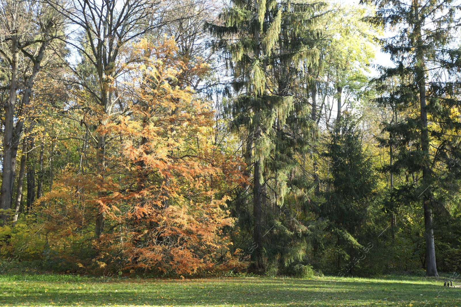 Photo of Park with beautiful trees. Picturesque autumn landscape