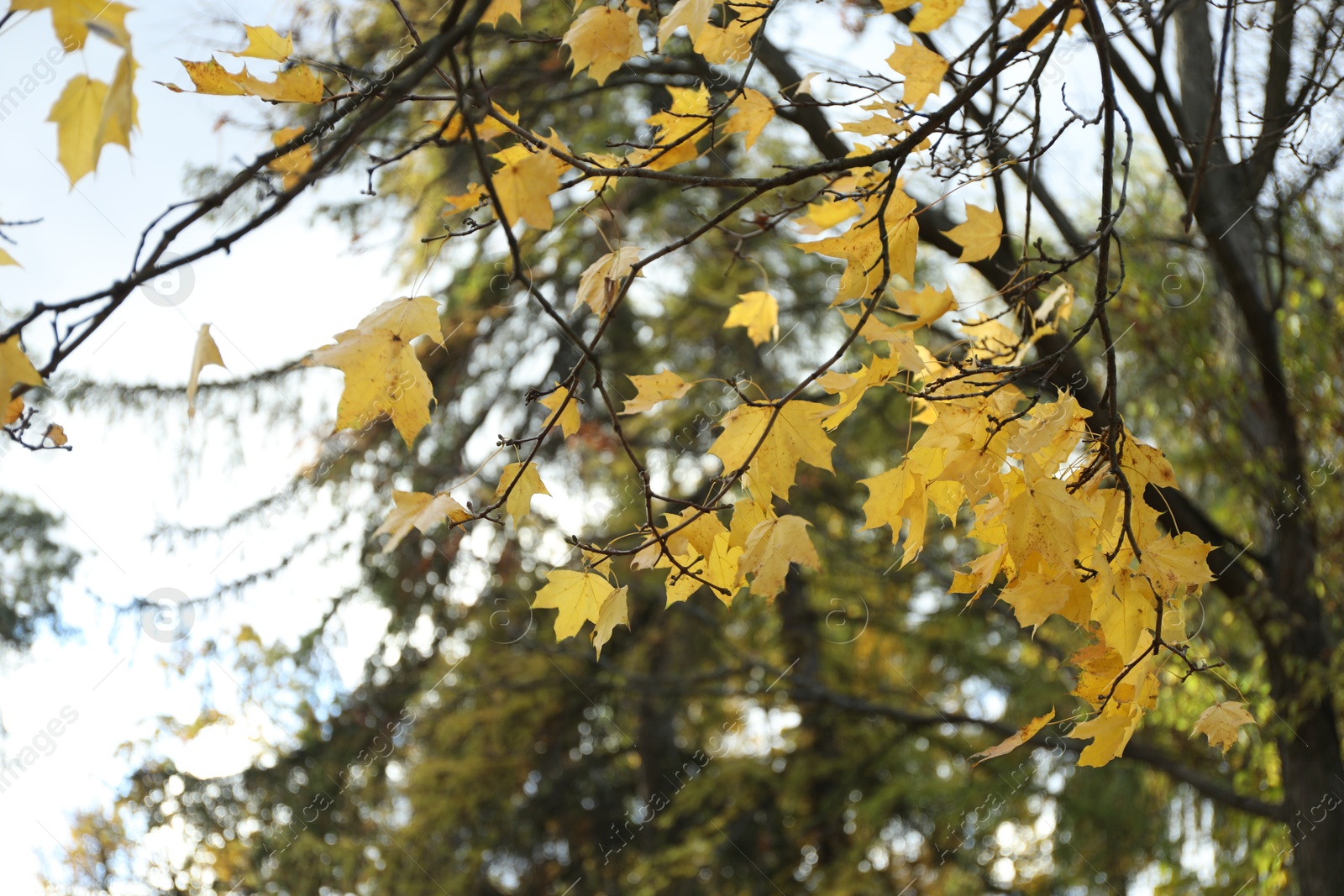 Photo of Tree branches with yellow leaves against sky in forest