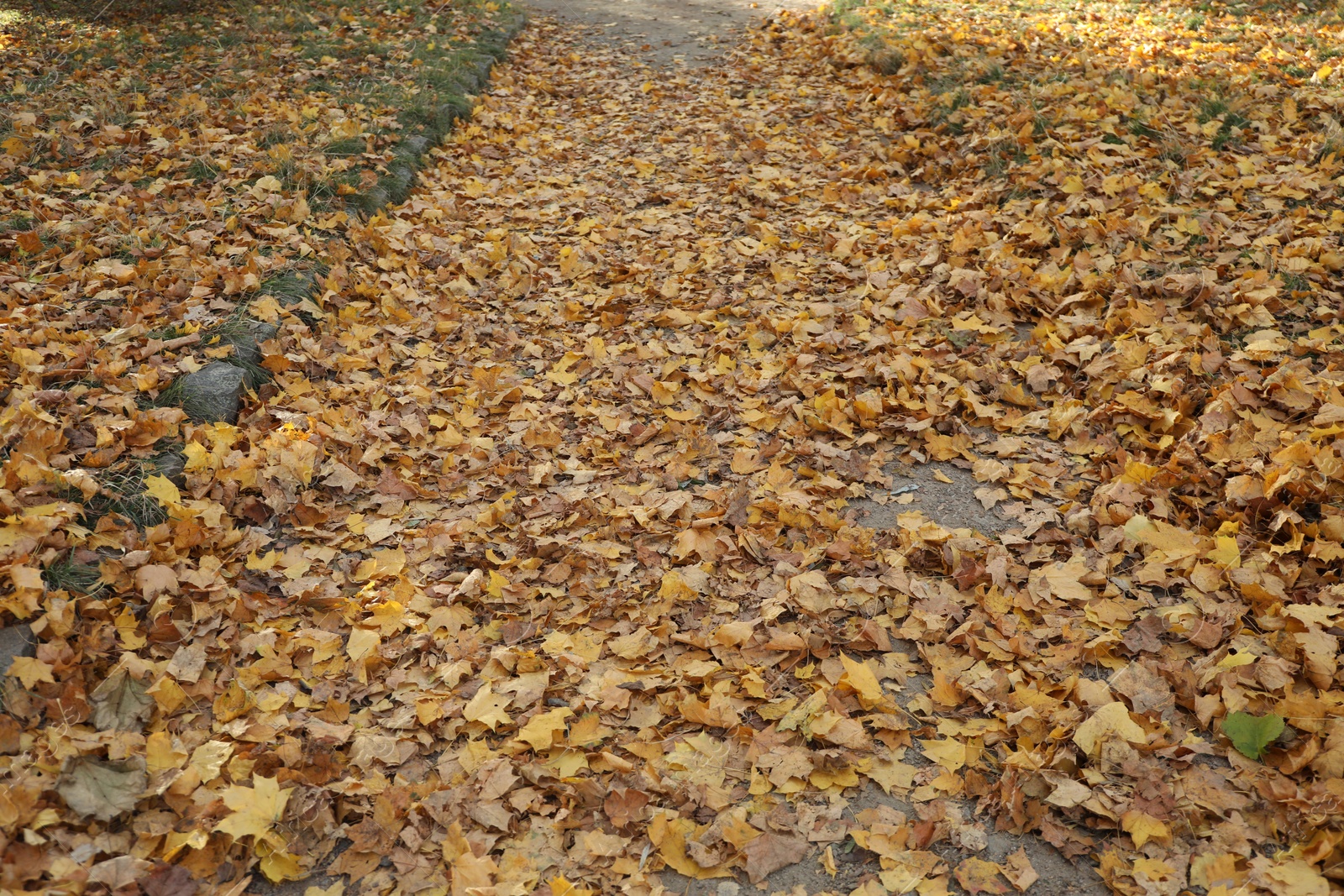 Photo of Pathway covered with fallen leaves in autumn