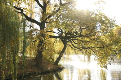 Photo of Beautiful trees near pond on sunny day. Autumn landscape