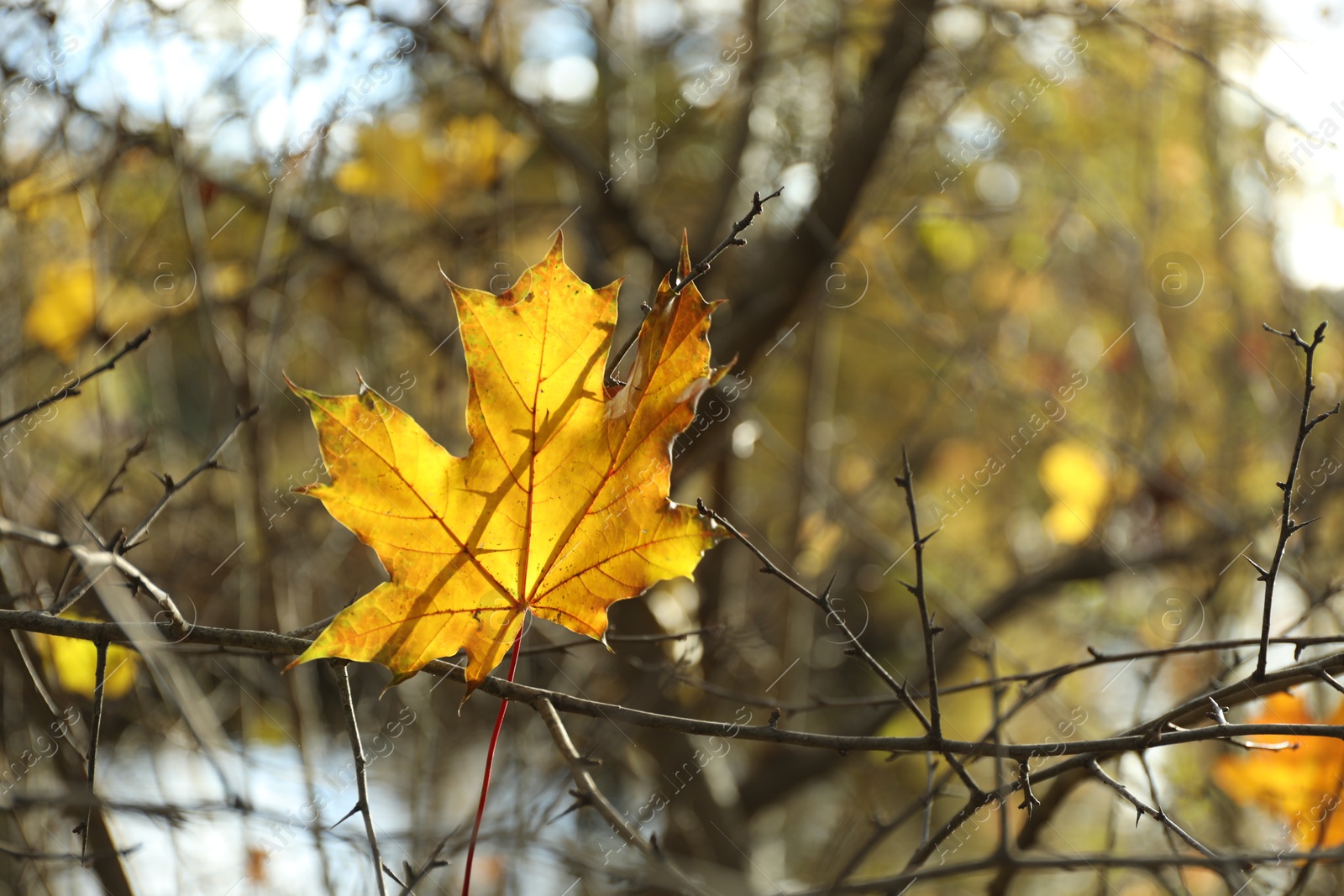 Photo of Yellow leaf among tree branches in forest, closeup