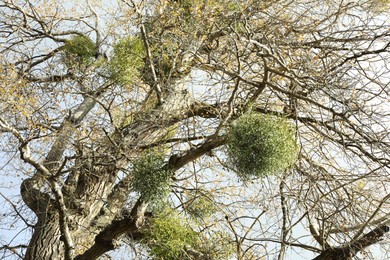 Photo of Tree with mistletoe on branches, low angle view