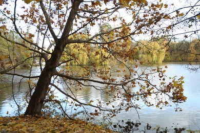 Photo of Beautiful tree with orange leaves near pond. Autumn landscape