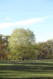 Photo of Beautiful trees on sunny day in park. Picturesque autumn landscape