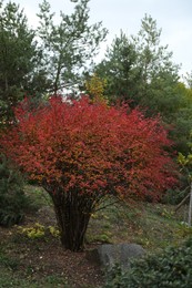 Photo of Beautiful shrub with red leaves in forest