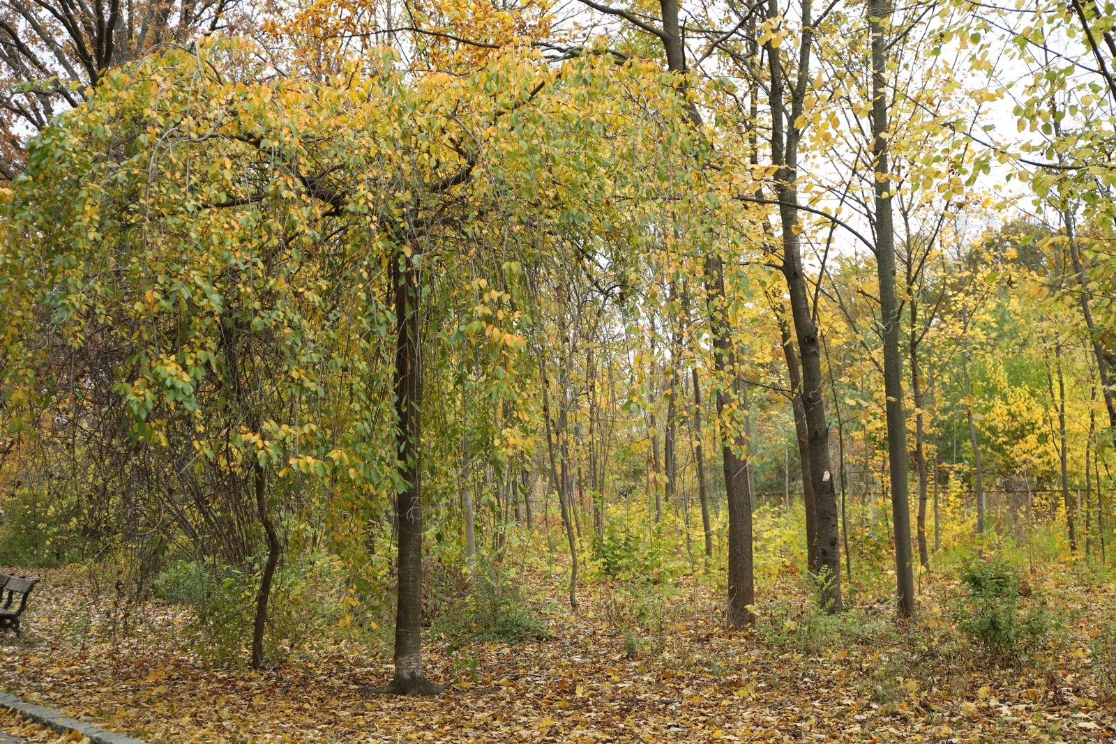 Photo of Beautiful trees in park. Picturesque autumn landscape