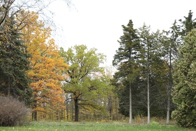 Photo of Beautiful trees in park. Picturesque autumn landscape