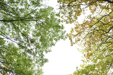 Photo of Beautiful trees with green and yellow leaves against sky, view from below