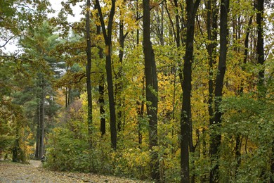 Photo of Beautiful trees and pathway in park. Picturesque autumn landscape