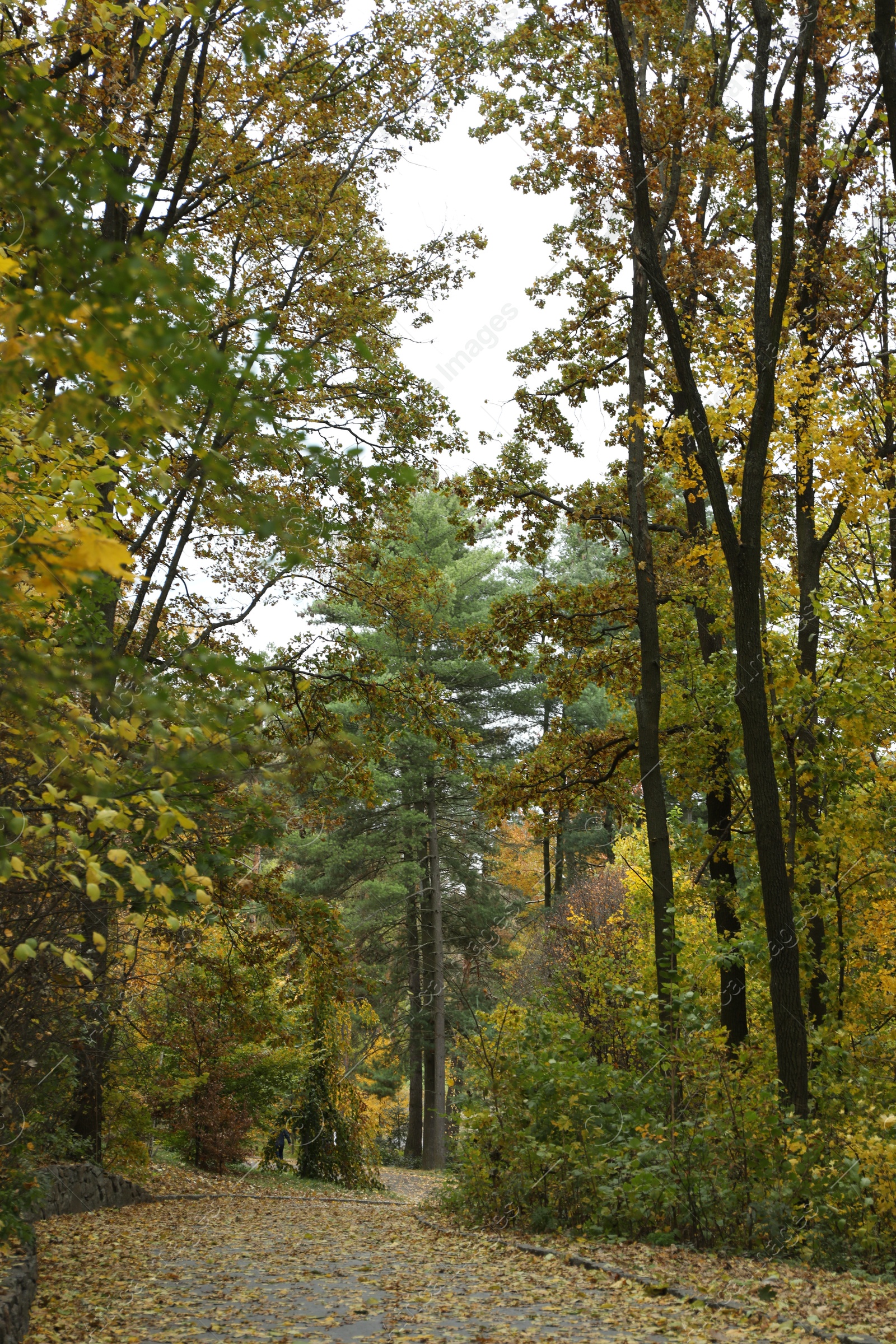 Photo of Beautiful trees and pathway in park. Picturesque autumn landscape