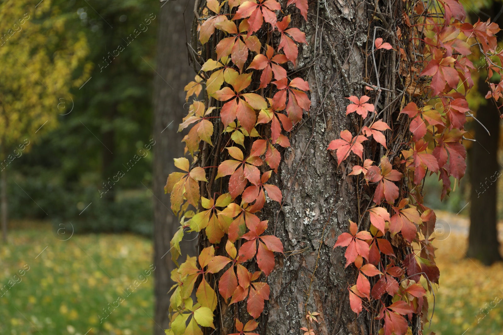 Photo of Tree trunk covered with creeping plant outdoors, closeup