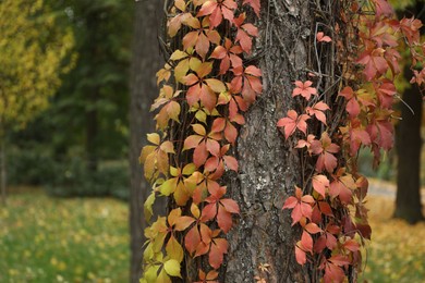 Photo of Tree trunk covered with creeping plant outdoors, closeup