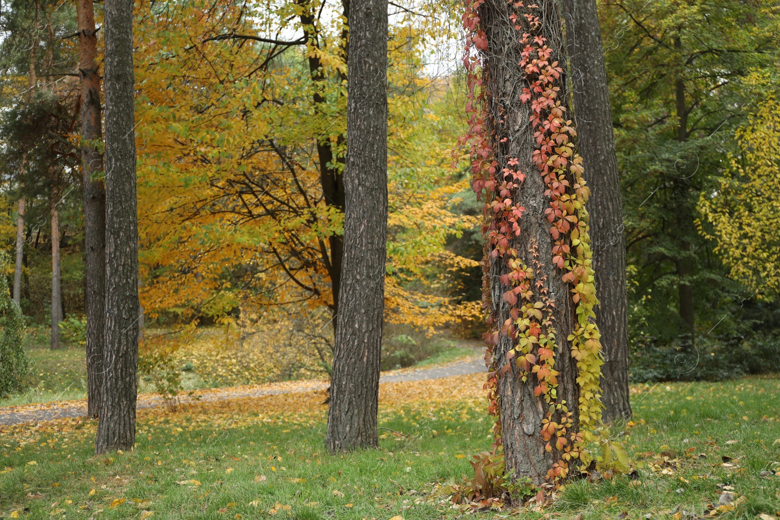 Photo of Park with beautiful trees. Picturesque autumn landscape