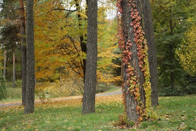 Photo of Park with beautiful trees. Picturesque autumn landscape