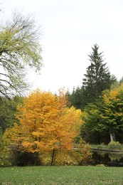 Photo of Beautiful trees near pond in park. Picturesque autumn landscape